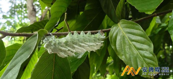 皇蛾共生瀕危植物，信義房屋挺花樹銀行生態保育初見成果